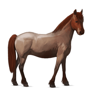riding horse appaloosa chestnut spotted blanket 