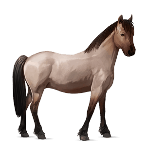 pony highland pony bay