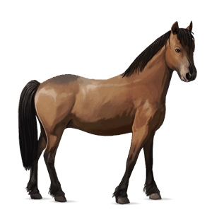 pony new forest palomino