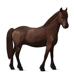 pony newfoundland pony dark bay