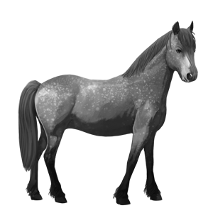 pony dapple grey