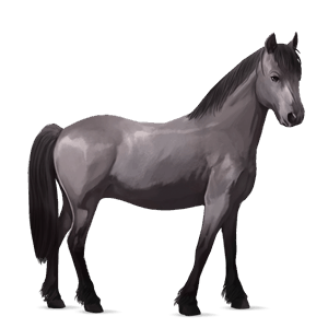 pony highland pony mouse grey