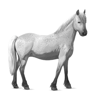 pony welsh dapple grey