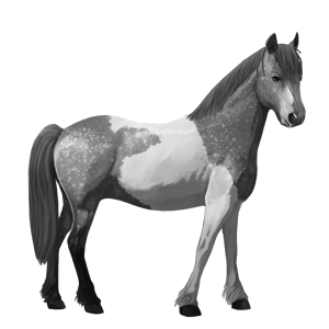 pony black tobiano