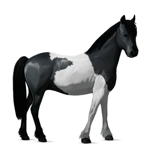draught horse black tovero