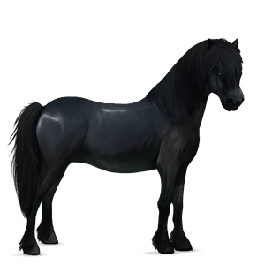 pony new forest black