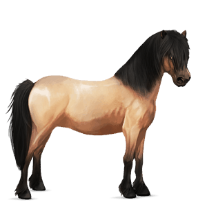 pony shetland light grey