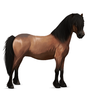 pony fjord rodblakk
