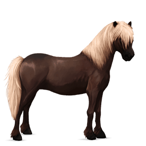 pony dark bay