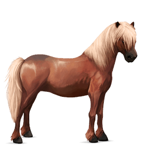 pony newfoundland pony dark bay