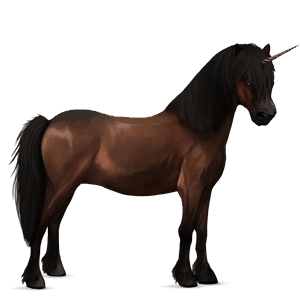 unicorn pony newfoundland pony dark bay