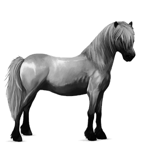 pony connemara light grey