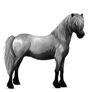 pony newfoundland pony strawberry roan