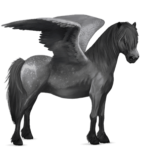 pegasus pony newfoundland pony dapple grey