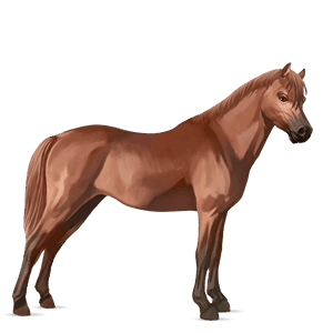 pony newfoundland pony chestnut