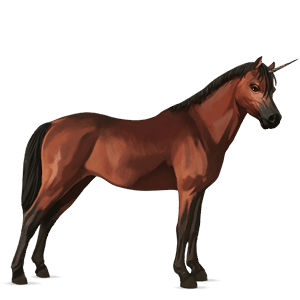 unicorn pony belgian riding pony cherry bay