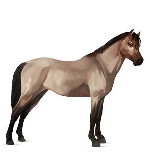 pony belgian riding pony strawberry roan