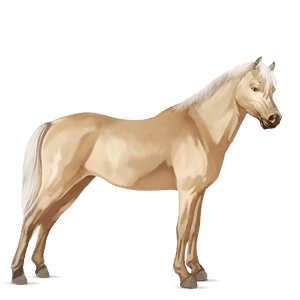 riding horse selle français palomino