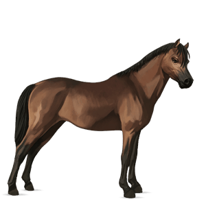 pony connemara liver chestnut