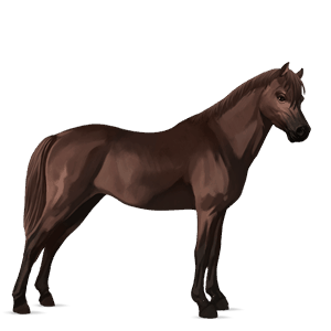 pony belgian riding pony liver chestnut