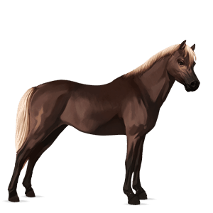 pony newfoundland pony cherry bay