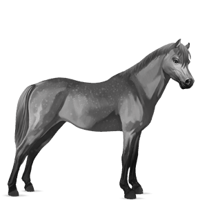 riding horse dapple grey