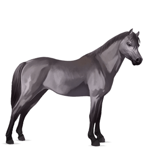 riding horse polish konik mouse grey