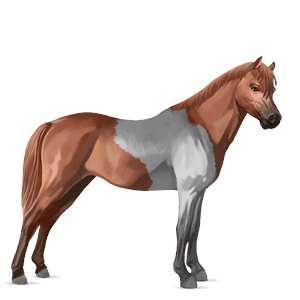 pony welsh chestnut
