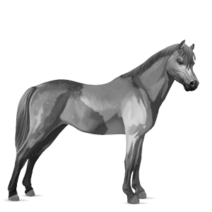 pony kerry bog mouse grey tobiano