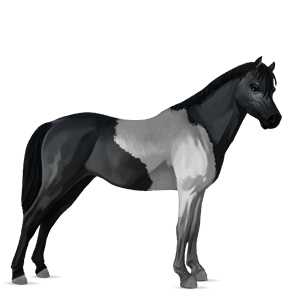 pony welsh dapple grey