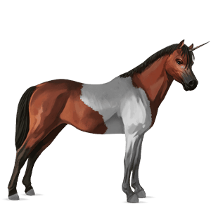 unicorn pony belgian riding pony cherry bay