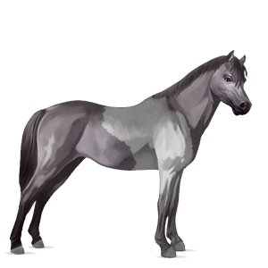 pony belgian riding pony dark bay