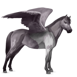 pegasus pony highland pony roan