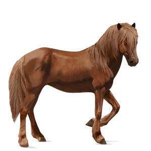 riding horse finnish chestnut