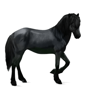 pony dartmoor black
