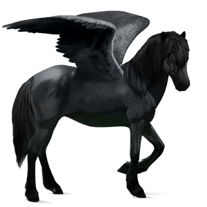 riding pegasus nokota black