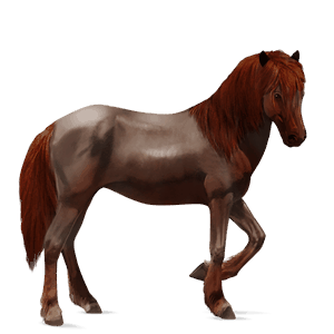 riding horse black