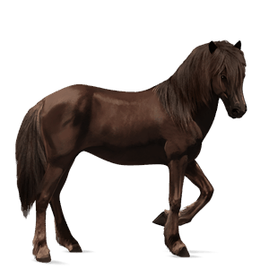 riding horse friesian black