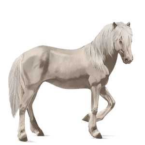 riding horse icelandic horse mouse grey