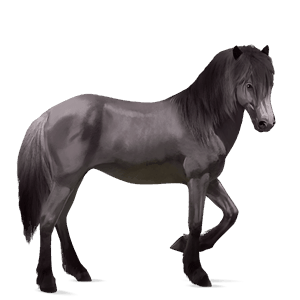 riding horse polish konik mouse grey
