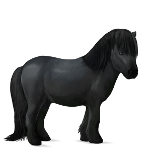 pony new forest black