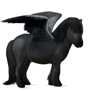 pegasus pony highland pony black