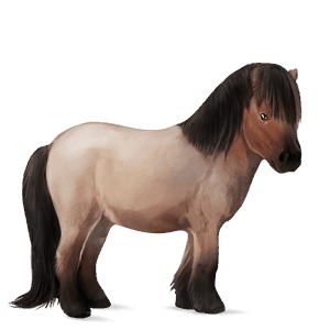 pony shetland mouse grey tobiano