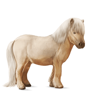 pony shetland flaxen liver chestnut 