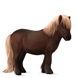 pony flaxen liver chestnut 