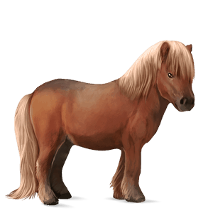 pony fjord brunblakk