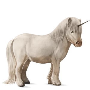 unicorn pony shetland bay