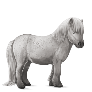 pony shetland cherry bay