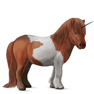 unicorn pony shetland bay