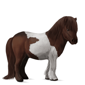 pony shetland dark bay